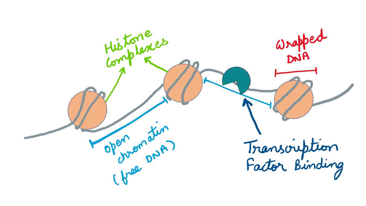 ATAC-Seq Data Analysis