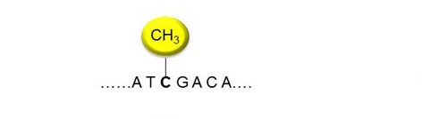 DNA Methylation Data Analysis